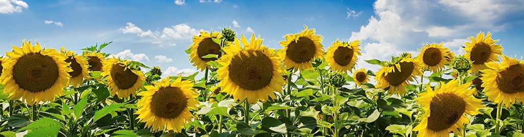 Пример внедрения Скан-Архива: АО «Орелмасло»