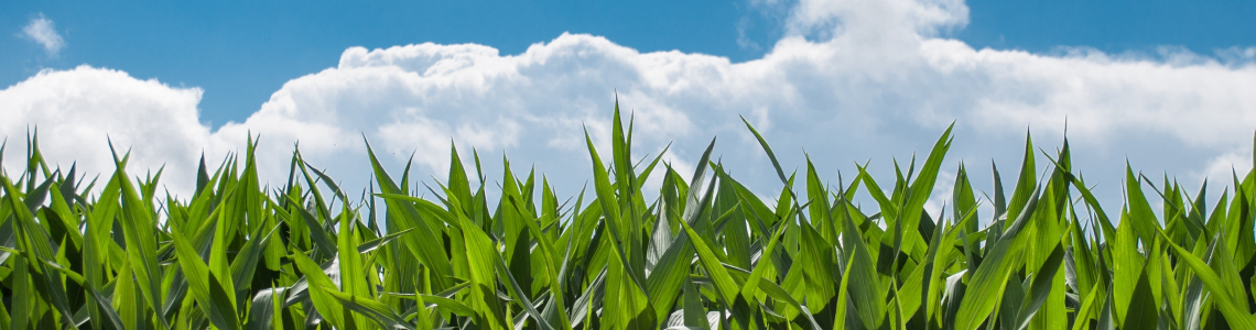 Пример внедрения Скан-Архива: ЗАО «Агриматко»