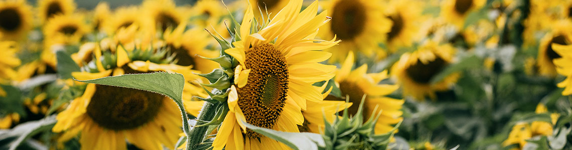 ООО «Евралис Семанс Рус»